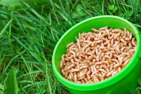 Maggots Stock Photos