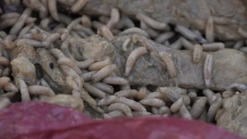 Maggots In Rotten Meat Close Up Stock Footage 317576490