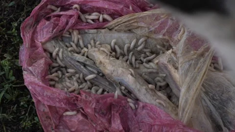 Maggots In Rotten Meat Close Up Stock Footage 317576499