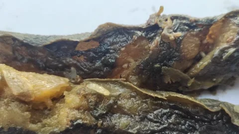 Maggots on Rotting Catfish Meat Stock Footage 287154424