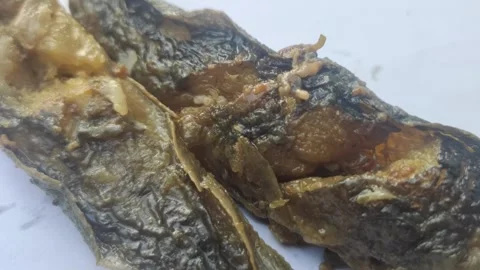 Maggots on Rotting Catfish Meat Stock Footage 287154428
