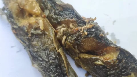 Maggots on Rotting Catfish Meat Stock Footage 287154577