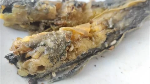 Maggots on Rotting Catfish Meat Stock Footage 287154580