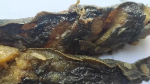 Maggots on Rotting Catfish Meat Stock Footage 287155365