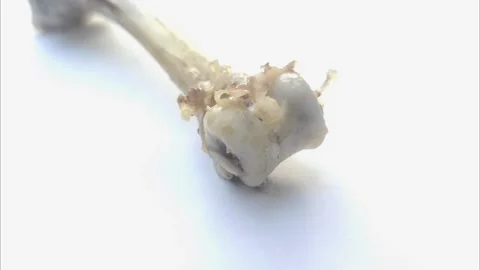 Maggots on A Rotting Chicken Bone Stock Footage 287154576