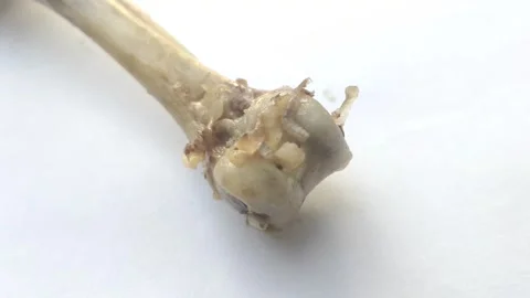 Maggots on A Rotting Chicken Bone Stock Footage 287154579
