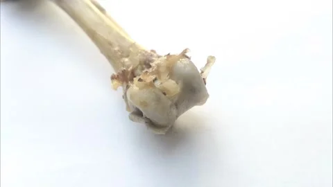Maggots on A Rotting Chicken Bone Stock Footage 287154617
