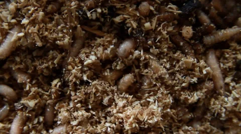 Maggots Squirming Around, top shot, Close-up HD Stock Footage 37869876