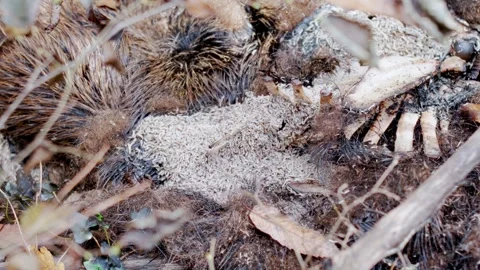 Maggots Swarming on Rotting Wild Boar Carcass Close Up Stock Footage 327428509