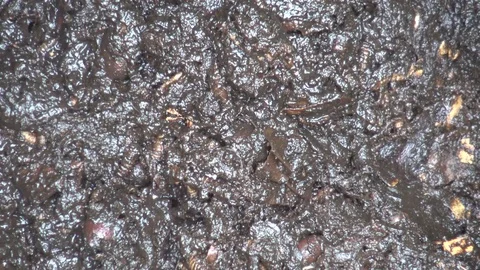 Maggots Thriving in Compost Stock-Footage 77977895