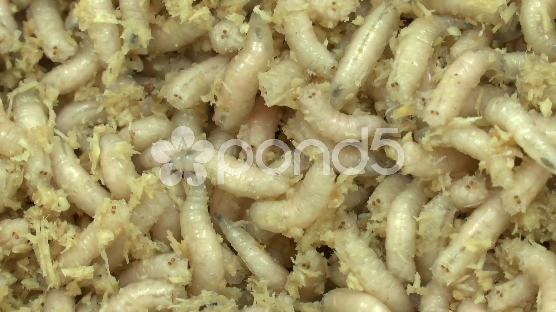 Maggots as used for fishing bait in the , Stock Video