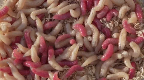 Maggots, worms swarming Stock Footage 61137317
