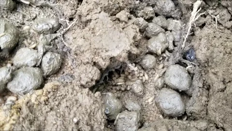 Maggots writhing and crawling in loose garden soil Stock Footage 338306590