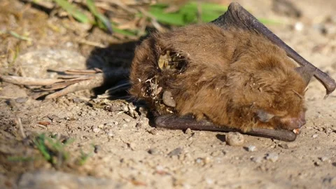Maggots writhing inside and eating dead bat corpse decomposing with ants closeup Видео 331059292