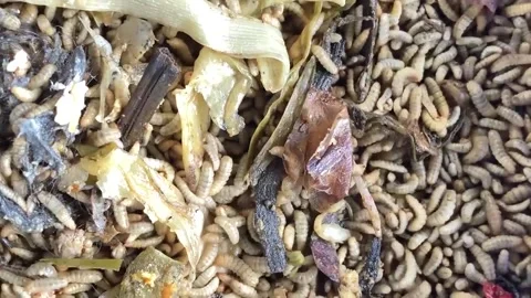 Maggots01 Stock Footage 306714055
