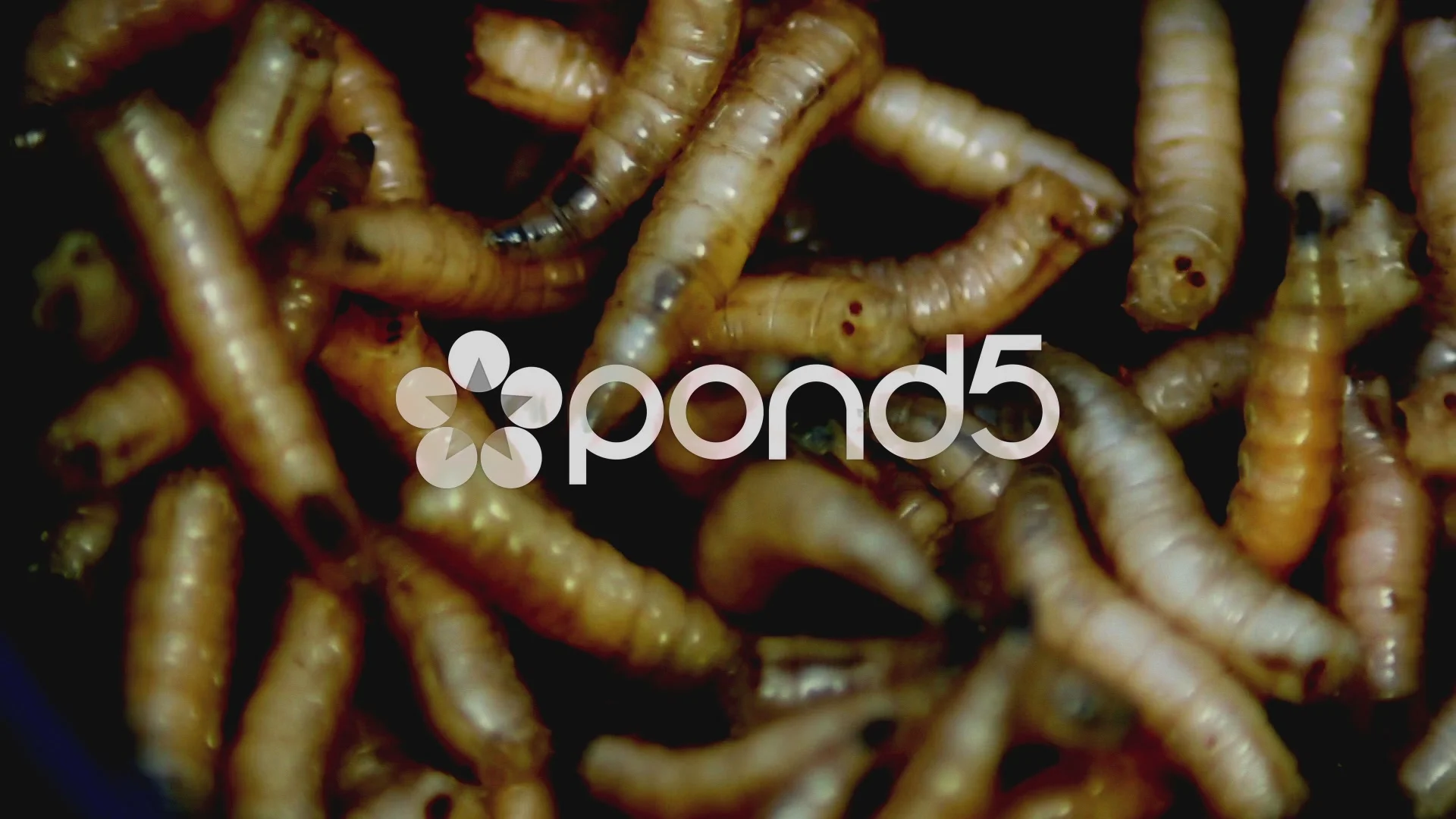 Maggots(Acheta Domesticus )Fat insect la, Stock Video