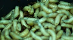 Maggots as Bait for Fishing Rod, Worms f, Stock Video
