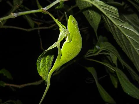 The magic of adaptation Stock Photos