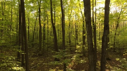 Magic aerial shot within forest trees in fall with sun piercing thru leaves Stock Footage 119195205