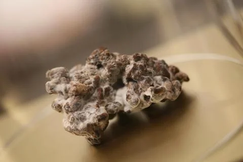 Magic amsterdam truffles psychedelic macro background high quality prints Stock Photos