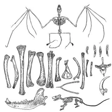 Magic animal bones design elements set. Hand drawn sketch for magician collec Stock Illustration