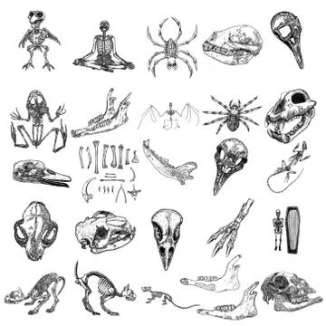 Magic animal bones design elements set. Hand drawn sketch for magician collec Stock Illustration