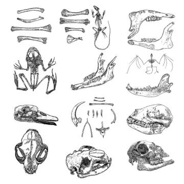 Magic animal bones design elements set. Hand drawn sketch for magician collec 스톡 일러스트