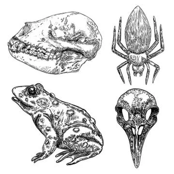 Magic animal elements design set. Hand drawn sketch for magician collection.  Stock Illustration