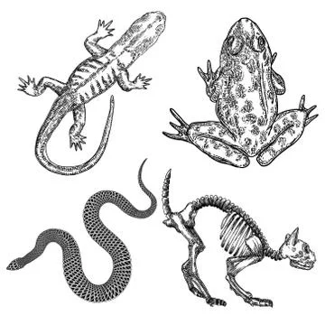 Magic animal elements set. Hand drawn sketch for magician collection. Witchcr Stock Illustration