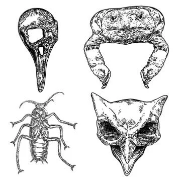 Magic animal elements set. Hand drawn sketch for magician collection. Witchcr Stock Illustration