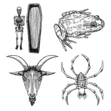 Magic animal elements set. Hand drawn sketch for magician collection. Witchcr イラスト素材