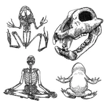 Magic animal elements set. Hand drawn sketch for magician collection. Witchcr Illustrazione stock