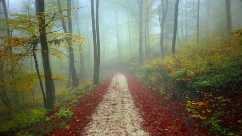 Magic autumn colourful forest road Video stock 131482701