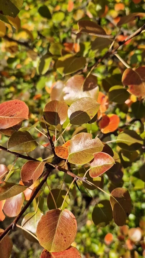 Magic of autumn in the forest, tree branch with colorful leaves Stock-Footage 347473277
