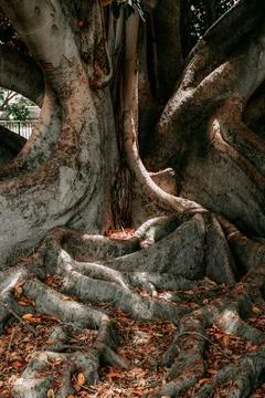 Magic autumn tree Foto stock