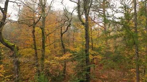 Magic autumn tree in the woods Vídeos de archivo 229617893