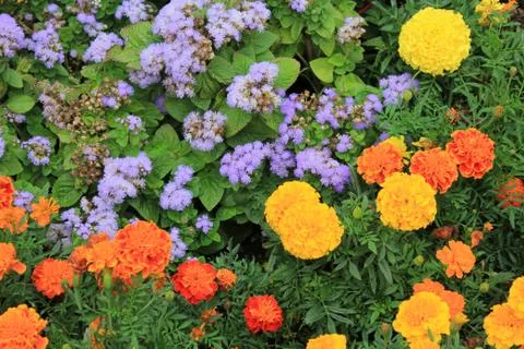Magic background of beautiful flowers Stock Photos