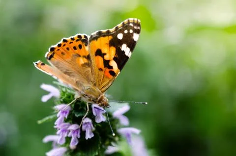 Magic background with painted lady butterfly. Close up photo of butterfly on  Stock Photos