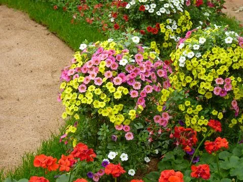 Magic Bells Lemon Slice in a bee-friendly flowering flower bed . 写真素材
