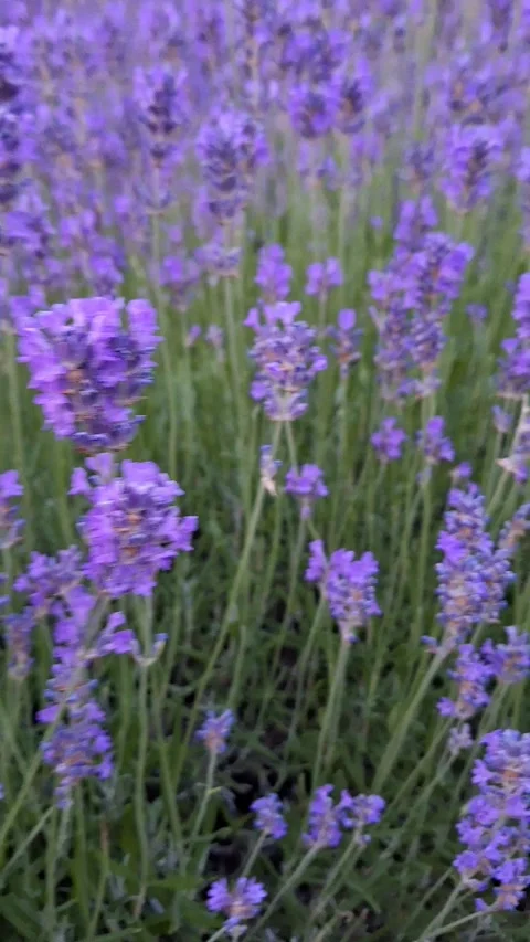 The magic of blooming lavender fields. Stock Footage 337264166