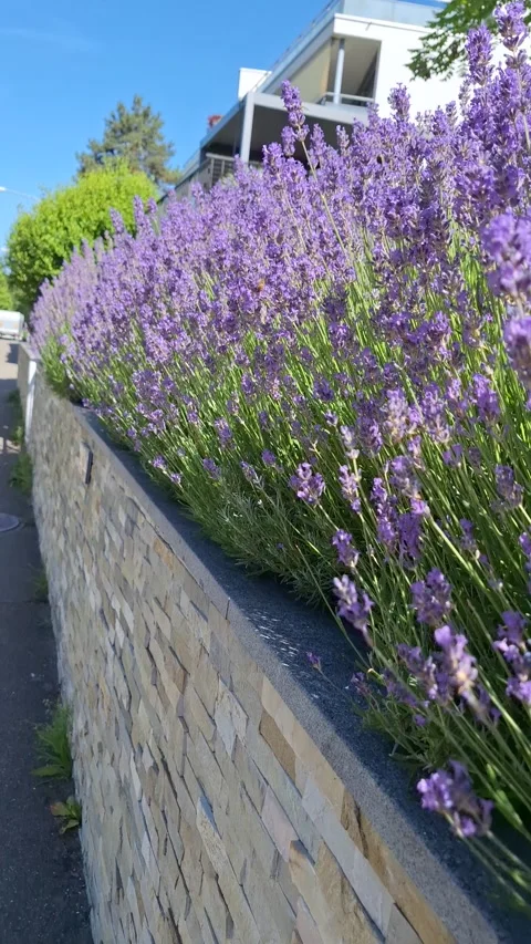 The magic of blooming lavender fields Video stock 337726398
