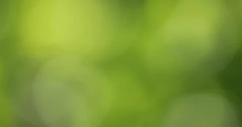Magic blurry nature bokeh background Stock-Footage 122706425
