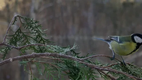 Magic branch. Video stock 116879605