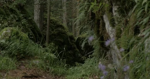 Magic bright Forest Stock Footage 68891308