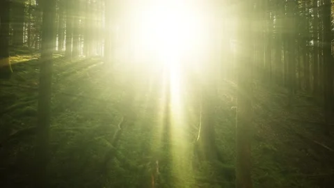 Magic bright sun rays and beams in the forest Видео 228073769