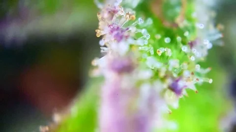 Magic Cannabis plant trichomes producing resin at macro view. Stock Footage 345231437