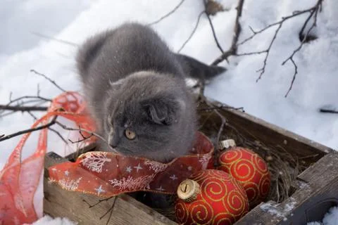 Magic cat with red ball and ribbon  in wood tray with dry  twig of  tree over Stock Photos