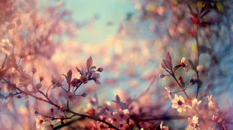 Magic closeup nature shiny scene of blooming pink cherry branch against blue sky Vídeo Stock 60083349