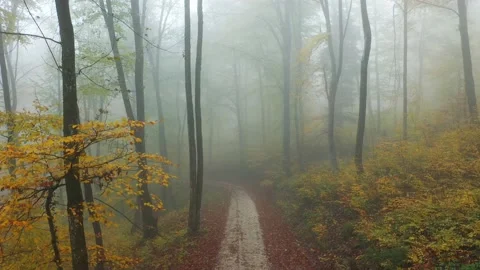Magic colourful forest road landscape Stock Footage 140914551