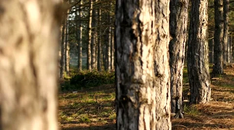 Magic coniferous pine forest - tree trunks and bark Stock Footage 49098509
